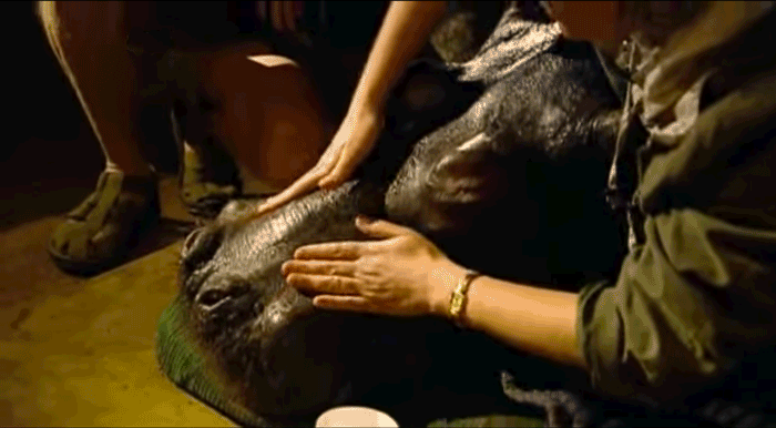 [Image: massage_three_hippo.gif]