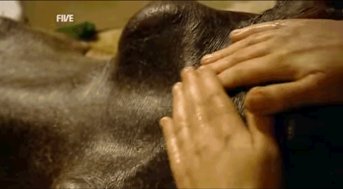 [Image: massage_two_hippo.gif]